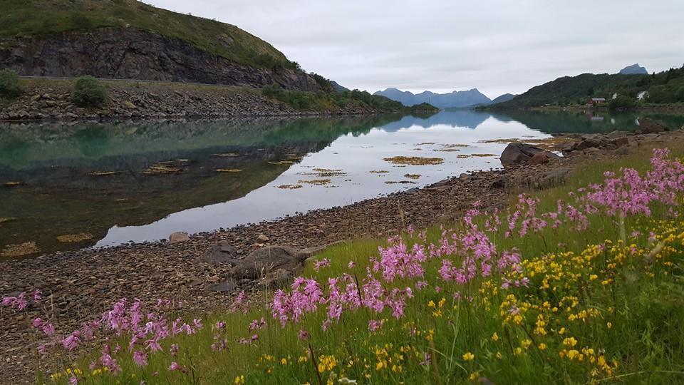 Skjellbogen Hyttegrend Sortland Dış mekan fotoğraf
